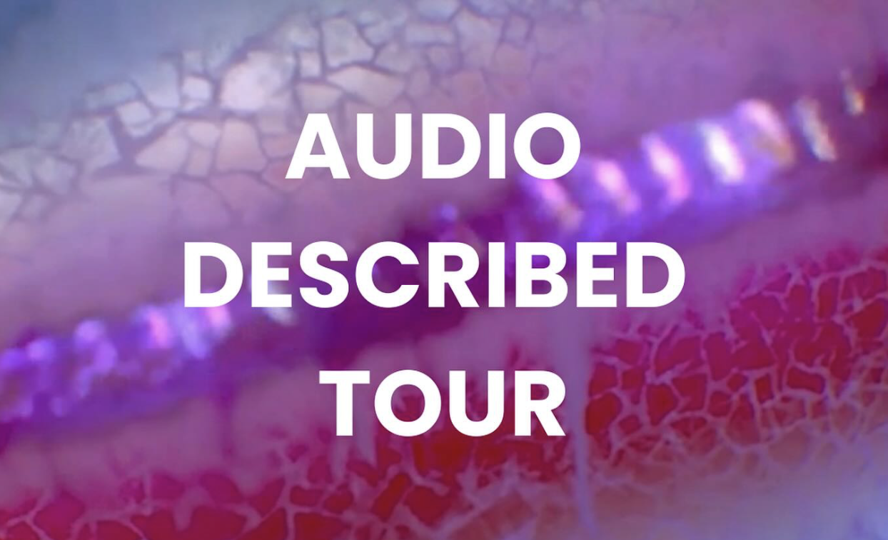 A still image from a digital video work by Sorawit Songsataya with white text overlaid, reading: AUDIO DESCRIBED TOUR. The image features a close-up section of a cylindrical, biological looking object against a dark background. The object almost fills the entire frame with a horizontal band of shimmering purple centred between gradient shades of red, pink and blue. The surface looks slightly translucent with iridescent colours showing an intricate pattern of fine, organic lines which are reminiscent of capillaries or a network of tiny cracks. There are white logos for Loom and ACCA at the bottom of the image.